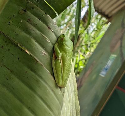 TRIP DAY 9 (Tue, 4/4):

Red-eyed Tree Frog
(Agalychnis callidryas)
On the back of a palm leaf; shown us by one of the staff

