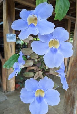 Bengal Trumpet
(Thunbergia grandiflora)