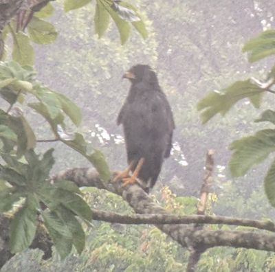 Great Black Hawk
Photo taken by our guide, Erick Guzmn, using his spotting scope and my Pixel phone