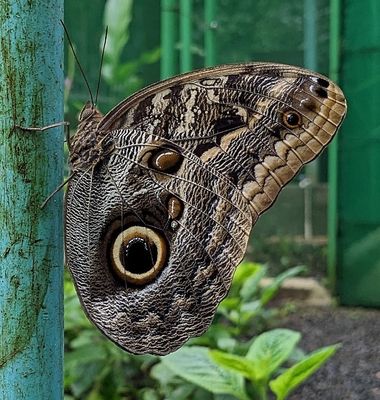 The underwings of the Common Morpho