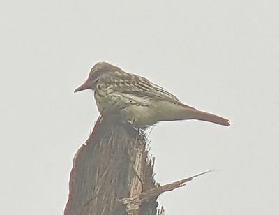 Sulphur-bellied Flycatcher
Large bill and rufous tail