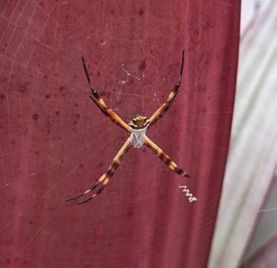 Silver Garden Orbweaver
(Argiope argentata)
In the garden at Hotel Bougainvillea on our last morning