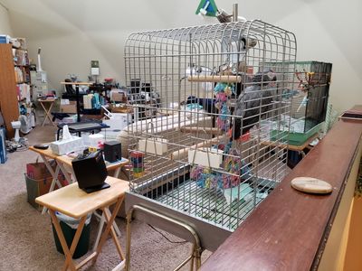 We already had some heat lamps for the birds, but we put a heater on them too.