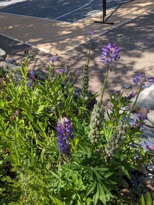 Some of the many flowers around the property