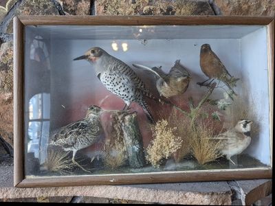 A shadow box on the mantle behind the stove, with a Wilson's Snipe, Northern Flicker and Horned Lark, with a couple of birds I don't recognize.