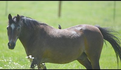 A cowbird took a horse ride in the field in front of the ranch.
