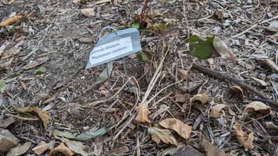 I expected some casualties where we had plants close to the house, but I didn't realize how malleable the new plant labels I'd put out were. They took a beating.