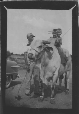 Papa Davis with Gerald and Steve sitting on a Brahma bull. People would come around with a bull or other critter, sit on a corner somewhere, and offer to let people have their photos taken--for a small fee.