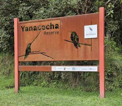 Day 1: Mon, Mar 4, 2024--Yanacocha Reserve

We left early from our hotel, San Jos de Puembo, on the outskirts of Quito, and headed to Yanacocha Reserve.