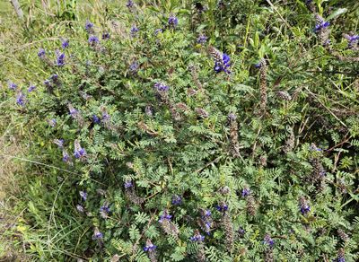 Day 1, Mon, Mar 4, 2024--at Yanacoche Reserve
Andean Blue Clover
(Dalea coerulea)