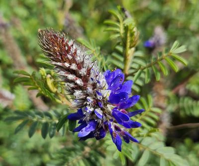 Andean Blue Clover
(Dalea coerulea)