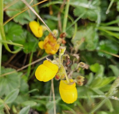 Calceolaria crenata
a member of Slipper-flower Family
Calceolariaceae