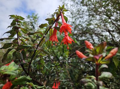 Hardy Fuchsia
Fuchsia magellanica