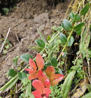 Tropical Blueberry
Macleania rupestris