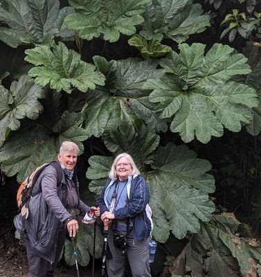 Tice and Mary, under one of the many big Gunneria (Giant Rhubarb) plants