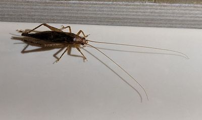 True Crickets and Allies
Superfamily Grylloidea