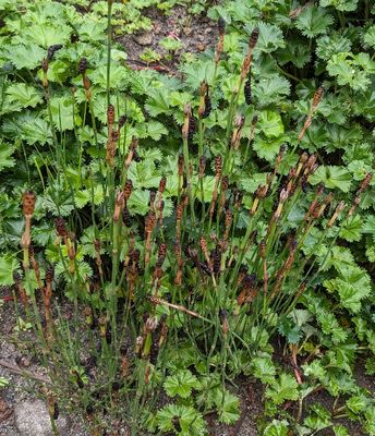 Andean Horsetail
(Equisetum bogotense)