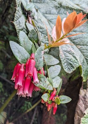 Tropical Blueberry
Macleania rupestris