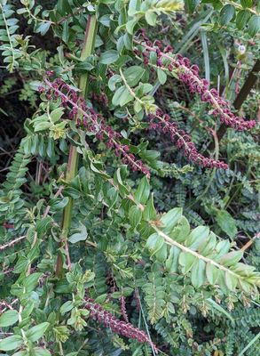 Coriaria ruscifolia
a member of Begonias, Gourds, and Allies Order Cucurbitales