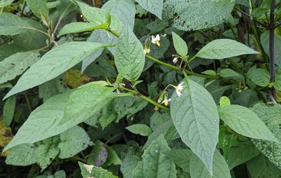 Solanum macrotonum
a member of Nightshades and Jaltomatas Tribe Solaneae