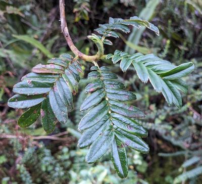 Polylepis
Queñua and Allies
Genus Polylepis