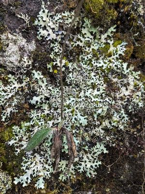Common Lichens
Class Lecanoromycetes