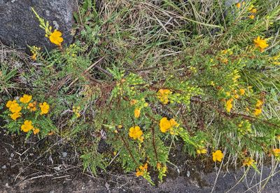 Hypericum laricifolium
a member of St. John's Worts Tribe Tribe Hypericeae