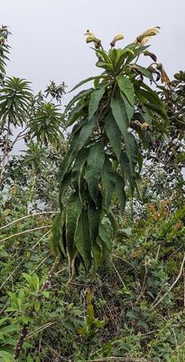 Siphocampylus giganteus
a member of Lobelia Subfamily Subfamily Lobelioideae