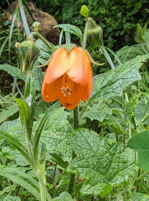 Nasa grandiflora
a member of Stickleaf Family Family Loasaceae