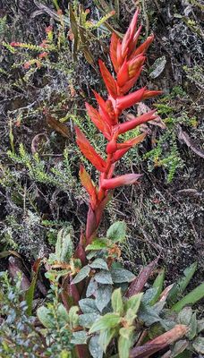 Tillandsia polyantha
a member of Tillandsioids Subfamily Tillandsioideae