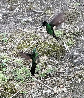 These two Buff-winged Starfrontlets chased each other around near the feeders for several seconds. One finally landed on the ground and the other flew off to land on a nearby low bush.