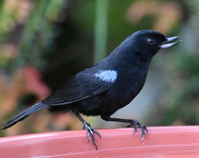 At Reserva Yanacoche, we stopped first at the feeders, where we saw this Glossy Flowerpiercer.

I debated on whether or not to put all the photos of one species together, but settled on posting them in the order we saw them (or in which I photographed them).