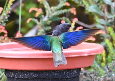 Male Great Sapphirewing, showing his colors, with a Glossy Flowerpiercer in the background