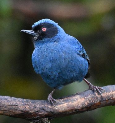 Masked Flowerpiercer