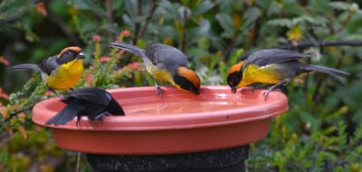 Three Yellow-breasted Brushfinches and a Glossy Flowerpiercer, at the feeder