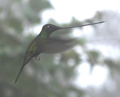 Sword-billed Hummingbird