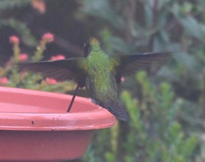 Sword-billed Hummingbird, at the feeder