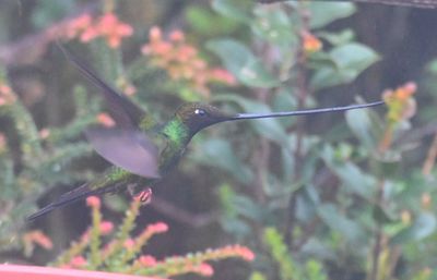 Sword-billed Hummingbird