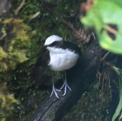 After leaving Reserva Yanacoche and heading for Sachatamia Lodge, we stopped along Rio Alambi to see a White-capped Dipper.