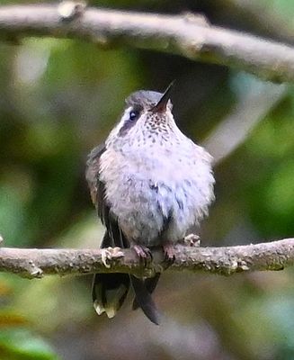 Speckled Hummingbird