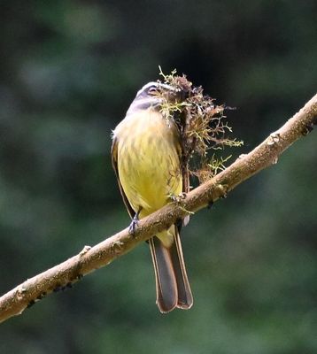 At another stop, we saw a pair of Golden-bellied Flycatchers, one collecting nesting material.