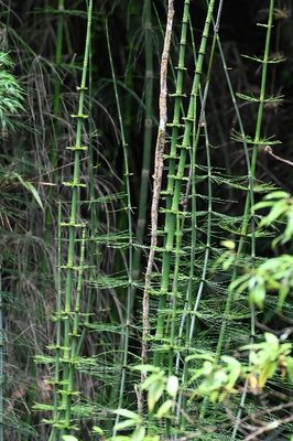 Mexican Giant Horsetail
Equisetum myriochaetum