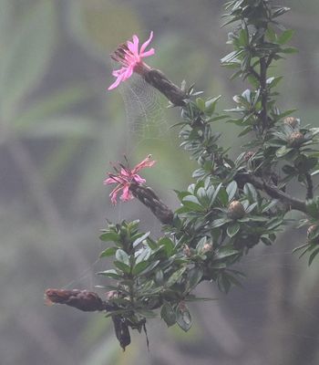 Barnadesia arborea
a member of Sunflowers, Daisies, Asters, and Allies Family Asteraceae