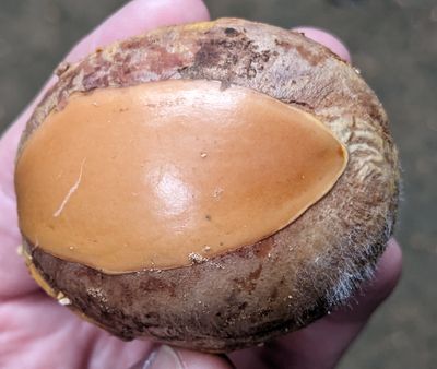 Day 2: Tue, Mar 5, 2024--at Rio Silanche Reserve, Pichincha province, Ecuador
Avocado
(Persea americana)