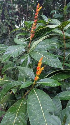 Genus Sanchezia