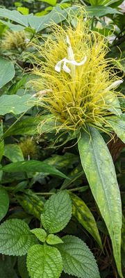Justicia croceochlamys
a member of Acanthus Family
Acanthaceae