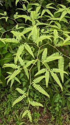 Genus Gleichenella