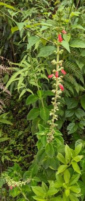 Spiked Kohleria
Kohleria spicata