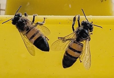 Western Honey Bee 
Apis mellifera