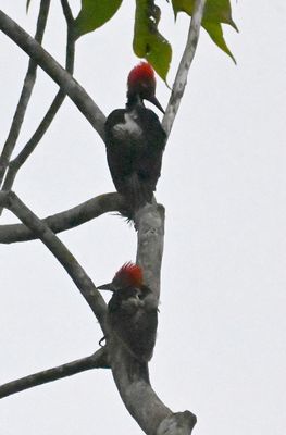 A pair of Guayaquil Woodpeckers